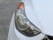 2013 Hyundai ELANTRA COUPE SE